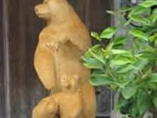 baer70